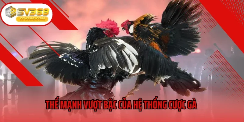 Thế mạnh vượt bậc của hệ thống cược gà SV368