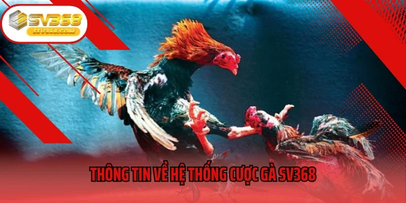 Thông tin về hệ thống cược gà SV368